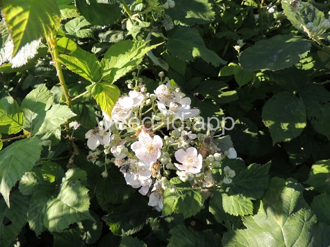 blackberry, Himalaya